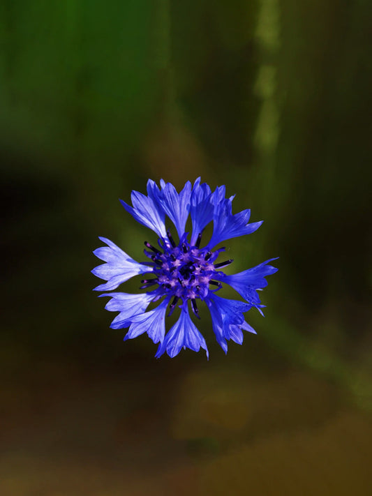 Meet cornflower series  jewelry