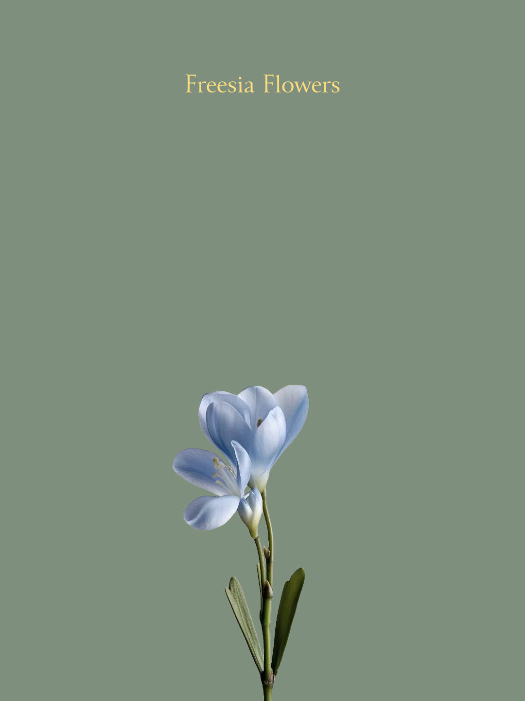 freesia flower